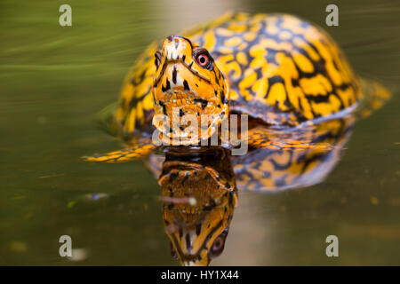 Male  Eastern Box Turtle (Terrapene carolina carolina) in wetland stream. East Haddam, Connecticut, USA. Stock Photo