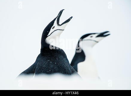 Chinstrap Penguins (Pygoscelis antarcticus) once calling, South Shetland Islands, Antarctica Continent. Stock Photo