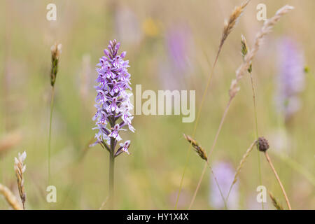 Common Spotted Orchid, (Dactylorhiza fuchsii), New Grove Meadows, Monmouthshire, Wales, UK. July. Stock Photo