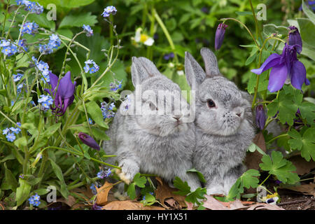 Baby Netherland dwarf rabbits in spring garden of Forget-Me-Nots and Blue Columbine. East Haven, Connecticut, USA. Stock Photo