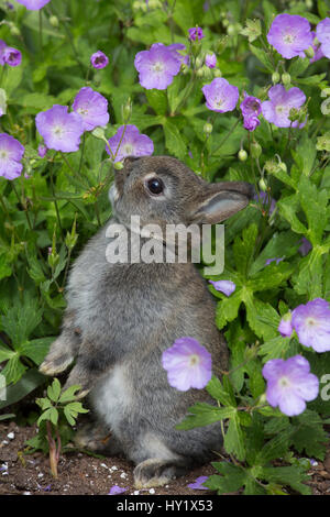 Baby Netherland dwarf rabbit standing among and sniffing cultivated Wild geraniums (Geranium maculatum). East Haven, Connecticut, USA. Stock Photo