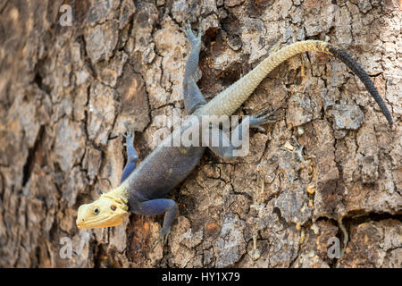 Agama lizard (Agama agama) male. Red Headed Rock. Common species of Gambia in full color typical in months of April and May (just before the rainy season). Gambia, Africa. April 2016. Stock Photo