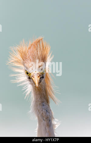 Cattle egret (Bubulcus ibis) close-up head portrait. Gambia, Africa. May 2016. Stock Photo