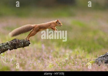 Red Squirrel (Sciurus vulgaris) adult in summer coat leaping between fallen logs Scotland, UK. September. Stock Photo
