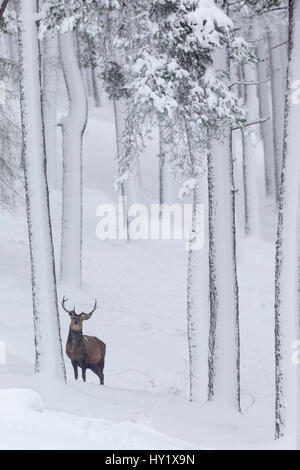 Red Deer stag (Cervus elaphus) in snow-covered pine forest. Scotland, UK. December. Stock Photo