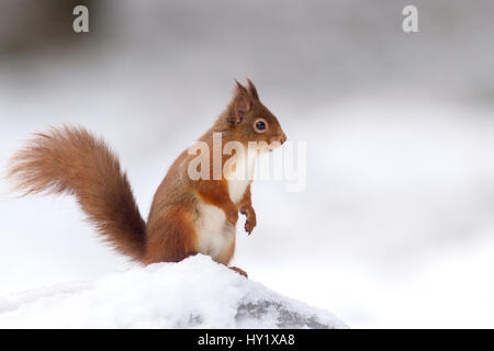 Red Squirrel (Sciurus vulgaris) standing on log in snow. Scotland, UK. December.