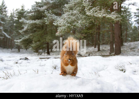 Red Squirrel (Sciurus vulgaris) in woodland habitat in snow. Scotland, UK, December. Stock Photo