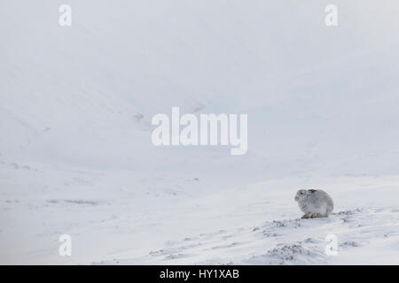 Mountain Hare (Lepus timidus) resting on snow in wintry habitat, Scotland. UK, January. Stock Photo