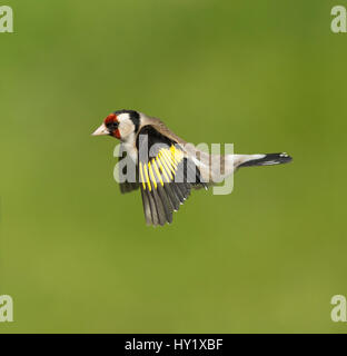 Goldfinch (Carduelis carduelis) in flight. Scotland, UK. May. Stock Photo
