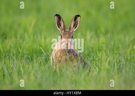 Brown hare (Lepus europaeus) adult in arable field, Scotland Stock Photo