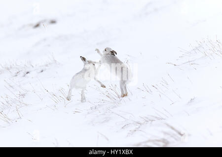 Mountain Hare (Lepus timidus) two animals boxing on snowy hillside Scotland, UK. February. Stock Photo