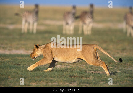 Lioness (Panthera leo) running with Zebra in background. Etosha National Park, Namibia. Stock Photo