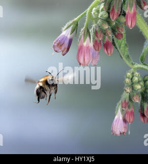 Common carder bee (Bombus pascuorum) approaching comfrey flower. England. Stock Photo