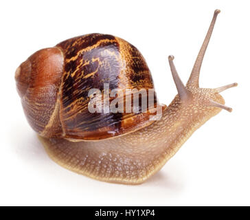 Common / Garden snail (Helix aspersa) portrait, captive, UK. Stock Photo