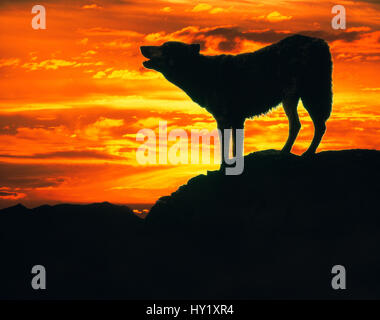 Grey Wolf (Canis lupus) howling at sunset (digitally enhanced). Stock Photo