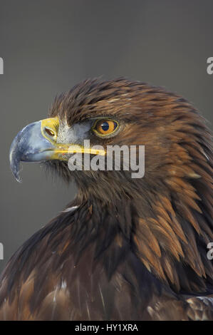 Golden Eagle (Aquila chrysaetos) adult portrait. Captive, Cairngorms National Park, Scotland, UK. Stock Photo