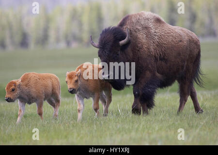 Bison (Bison bison) mother with two calves in summer meadow. Yellowstone National Park, Wyoming, USA. Stock Photo