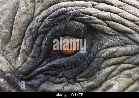 Close up of Indian Elephant Eye (Elephas maximus)(Domestic). Kaziranga National Park, Assam, India. Endangered species.