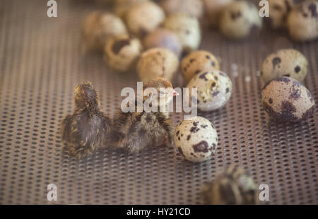 Close-up of baby quail in an incubator. Cancun, Mexico. Stock Photo