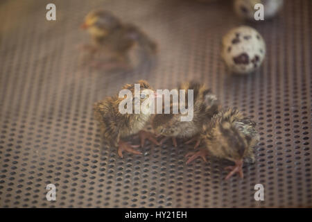 Close-up of baby quail in an incubator. Cancun, Mexico. Stock Photo