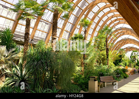 Sheffield Winter Garden in the city of Sheffield in South Yorkshire is one of the largest temperate glasshouses to be built in the UK during the last  Stock Photo