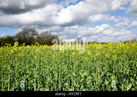 Hucknall, Nottinghamshire, UK. 31st Mar, 2017. Spring sunshine in rural Nottinghamshire bringing out the early rapeseed bright yellow flowers under a contrasting blue sky.  Credit: Ian Francis/Alamy Live News Stock Photo