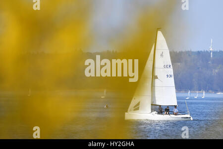 Berlin, Germany. 1st Apr, 2017. Sailing boats can be seen behind blossoming forsythias during sunshine at Wannsee lake in Berlin, Germany, 1 April 2017. Photo: Ralf Hirschberger/dpa-Zentralbild/dpa/Alamy Live News Stock Photo