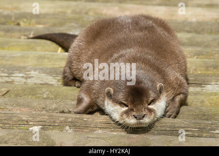 photo of a smooth coated otter sleeping on timber decking Stock Photo