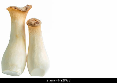 A bunch of shiitake mushrooms, ergings and oysters on a white background. Stock Photo