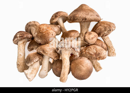 A bunch of shiitake mushrooms, ergings and oysters on a white background. Stock Photo