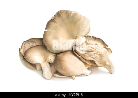 A bunch of shiitake mushrooms, ergings and oysters on a white background. Stock Photo