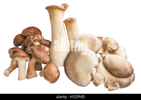 A bunch of shiitake mushrooms, ergings and oysters on a white background. Stock Photo