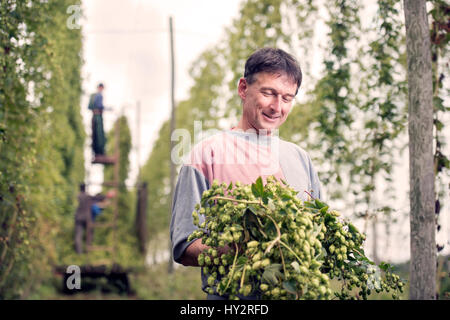 Farm worker Jerzy Kwapniewski from Poland harvesting hops at Stocks Farm in Suckley, Herefordshire UK Stock Photo