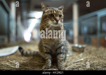 Big lazy domestic barn cat on hay bale in barn Stock Photo