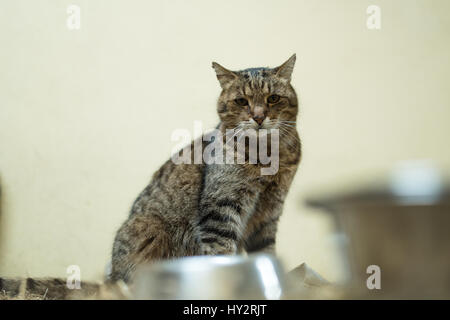 Big lazy domestic barn cat on hay bale in barn Stock Photo