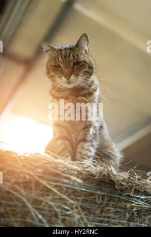Big lazy domestic barn cat on hay bale in barn Stock Photo
