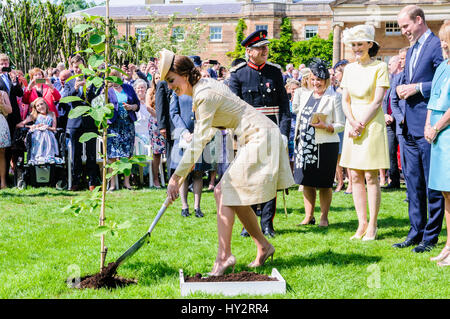 HILLSBOROUGH, NORTHERN IRELAND. 14 JUN 2016: Catherine (Kate), The Duchess of Cambridge helps to plant a tree at the Secretary of State's annual garden party. Stock Photo