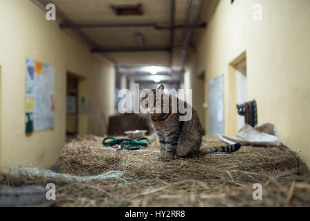 Big lazy domestic barn cat on hay bale in barn Stock Photo