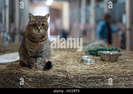 Big lazy domestic barn cat on hay bale in barn Stock Photo