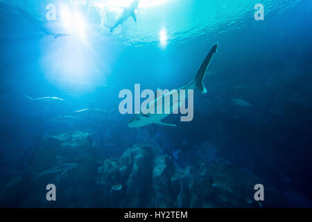 Shark in the ocean. Coral reef underwater with water line. Shark with Sunbeams shining through surface in aquarium Stock Photo