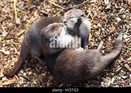 Two European Otters (Lutra lutra) 'kissing' Stock Photo