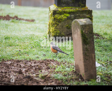 Grave yard tomb stone in misty, green cemetery. Stock Photo