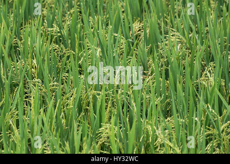 Close-up of rice plants with grains. Peru. Stock Photo