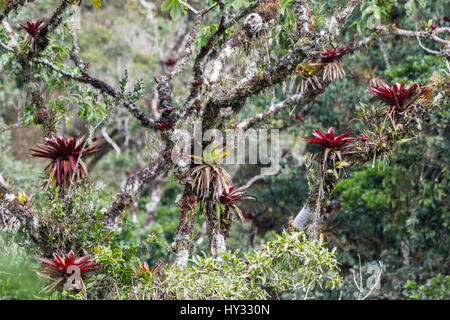 Colorful bromeliad and other epiphytic plants grow on trees in the Andean cloud forest. Peru. Stock Photo