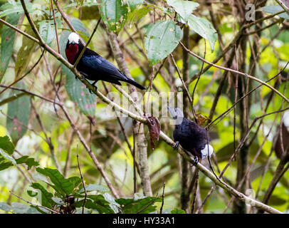 A pair White-capped Tanagers (Sericossypha albocristata) dance on a branch in Andean cloud forest. Peru. Stock Photo
