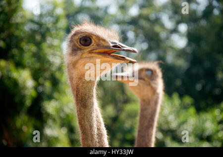 Ostriches or common ostrich or Struthio camelus relax in farm at outdoor in Kamphaeng Phet Province, Thailand Stock Photo
