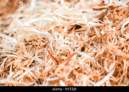 A lot of wood shavings in forest Stock Photo