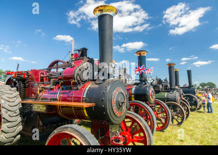 A huge display of vintage restored traction engines in the show ring at the 2016 Norton Fitzwarren Steam & Vintage Vehicle Rally, Somerset Stock Photo