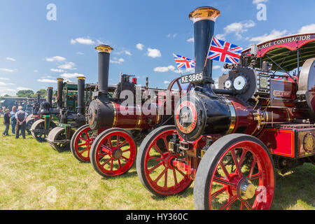 A huge display of vintage restored traction engines in the show ring at the 2016 Norton Fitzwarren Steam & Vintage Vehicle Rally, Somerset Stock Photo