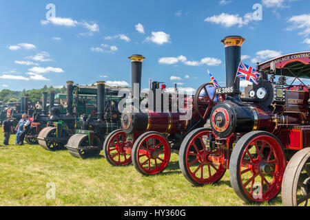 A huge display of vintage restored traction engines in the show ring at the 2016 Norton Fitzwarren Steam & Vintage Vehicle Rally, Somerset Stock Photo